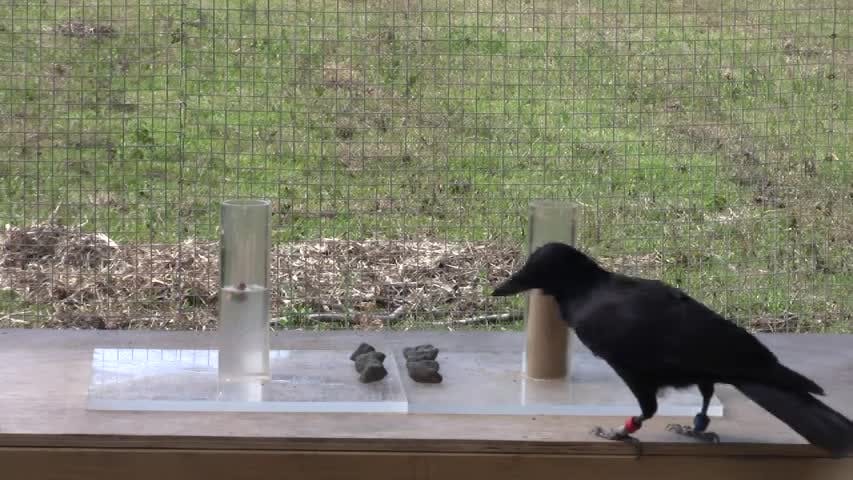 crow placing stones in water